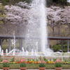 満開の桜と噴水