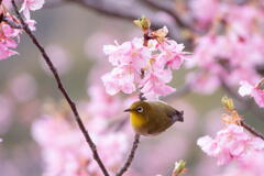 明石海峡公園　河津桜にメジロ舞う　その４