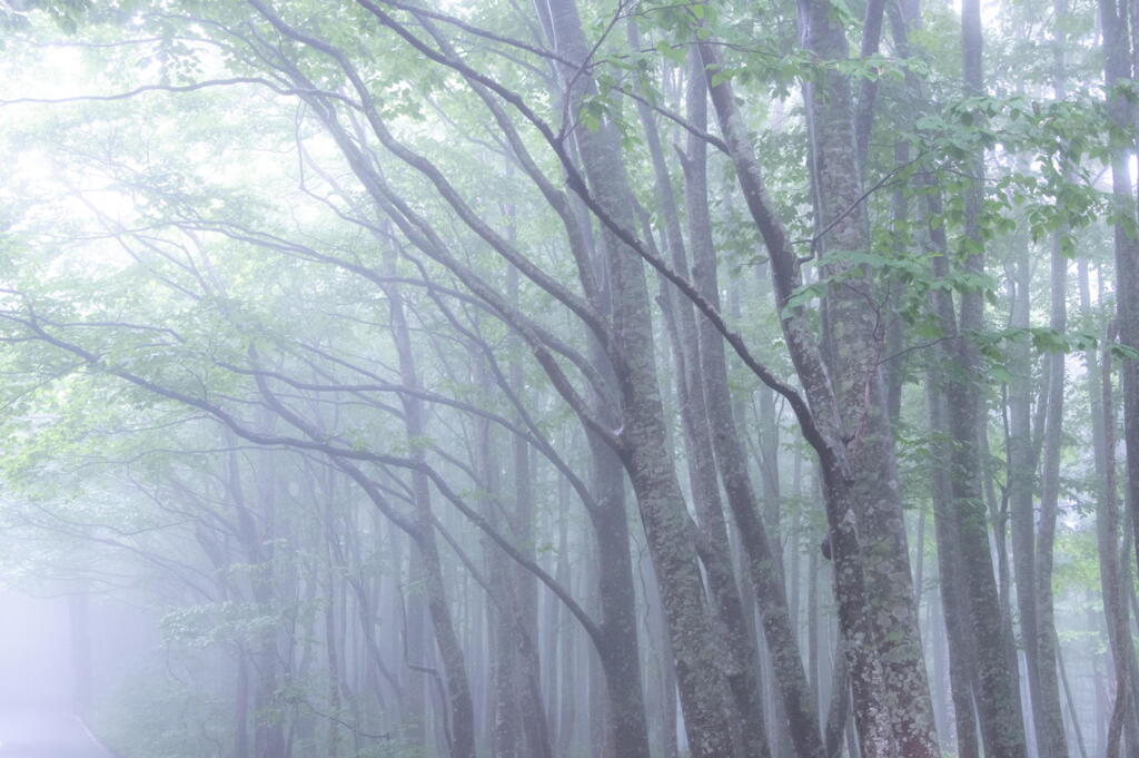 青森県 八甲田山 霧のブナ林 その１