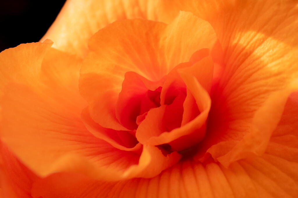 華の光　オレンジ