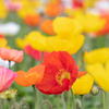 色とりどりのポピー