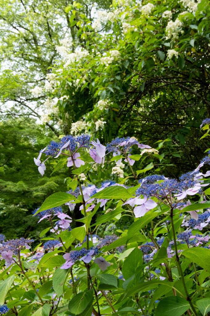 神戸市立森林植物園　紫陽花　見上げる