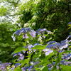 神戸市立森林植物園　紫陽花　見上げる