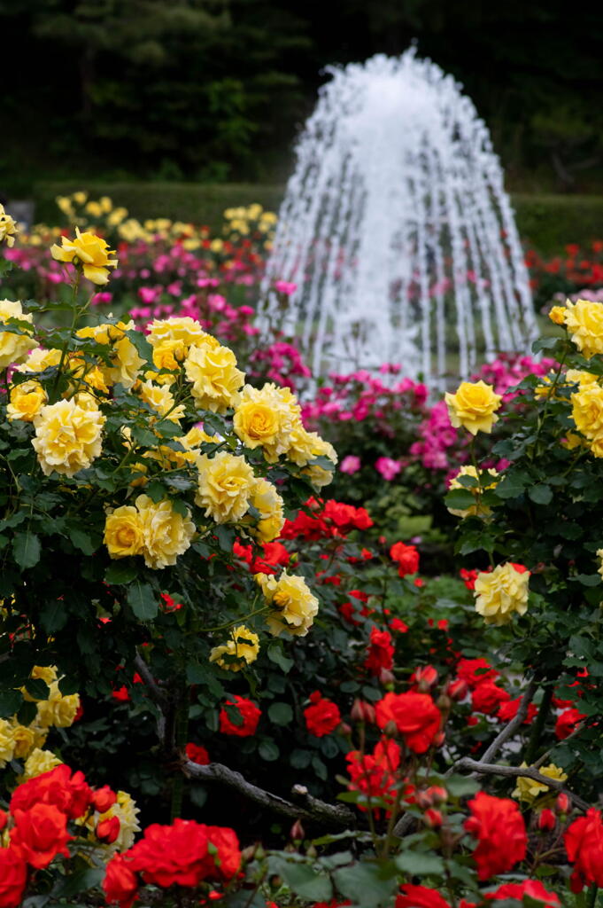 離宮公園　春薔薇の宴　彩り豊か