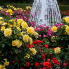 離宮公園　春薔薇の宴　彩り豊か