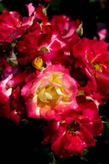 須磨離宮公園　春薔薇の宴　赤の三色　その１