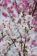 神戸　妙法寺川　桜の紅白