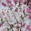 神戸　妙法寺川　桜の紅白