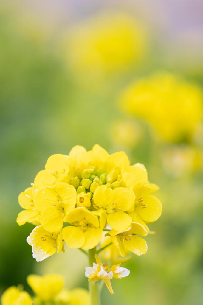 春の先駆け　菜の花