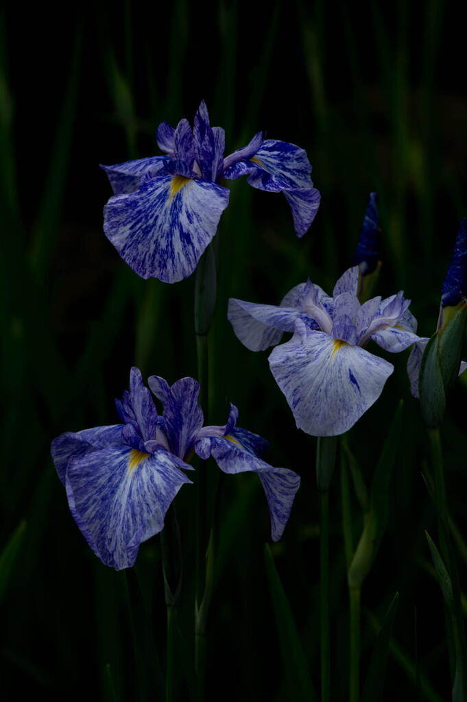 菖蒲の三姉妹