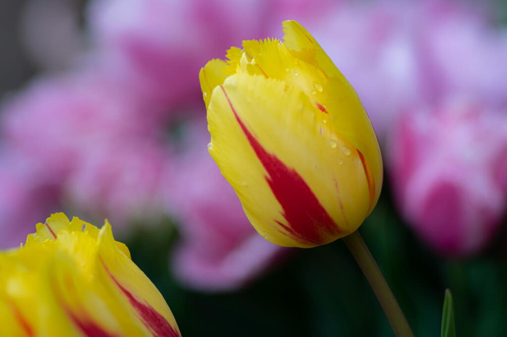 マクロ100mm　しっとりと･･･　F2.8