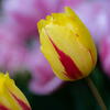 マクロ100mm　しっとりと･･･　F2.8