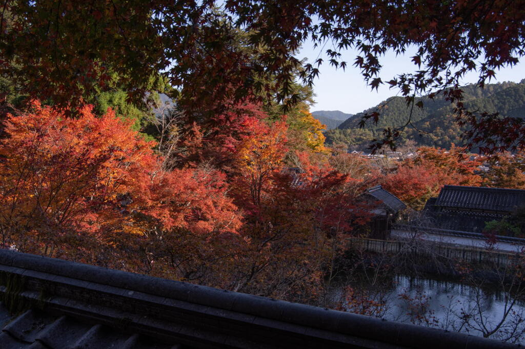 丹波　円通寺　紅葉と放生池
