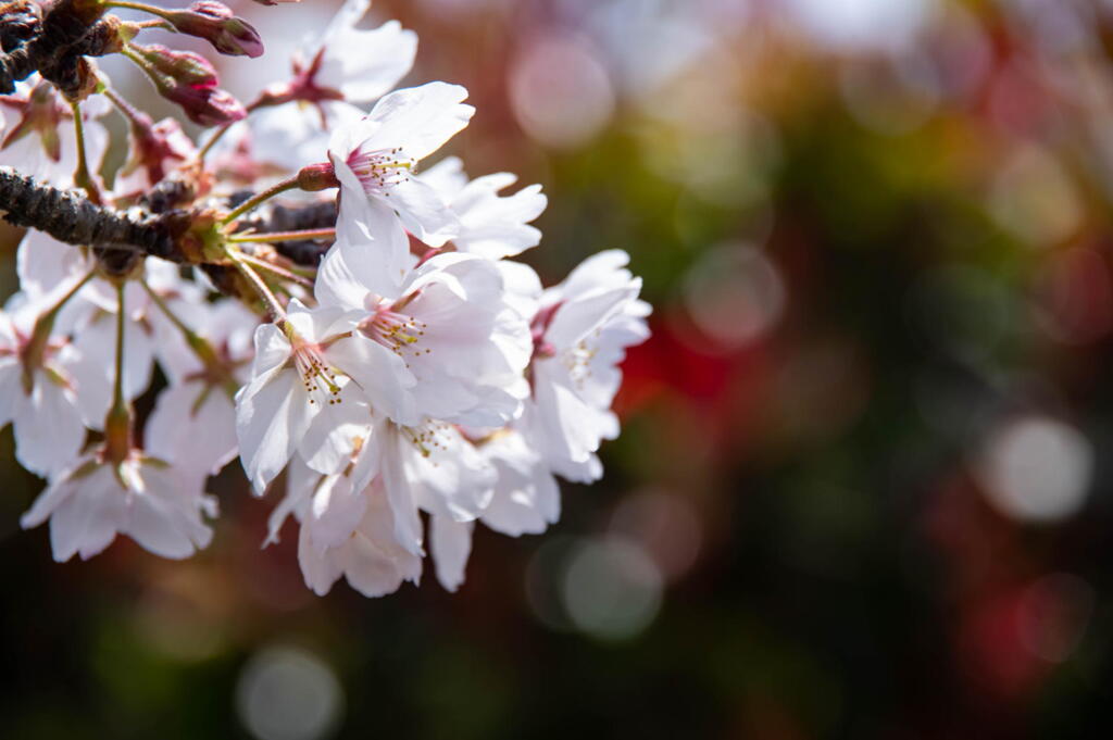 おの桜づつみ回廊　桜満開　その２