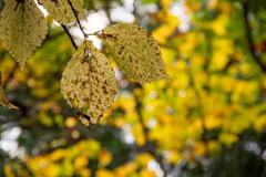 兵庫県の最高峰 氷ノ山の紅葉　その２