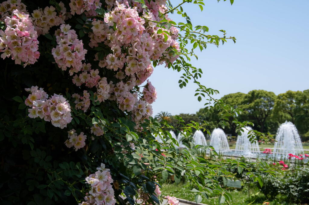 須磨離宮公園　薔薇と噴水