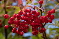 2018 東北の紅葉 八甲田山