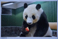 １ヶ月版　１１月　心臓の悪いパンダ　来年も神戸暮らし
