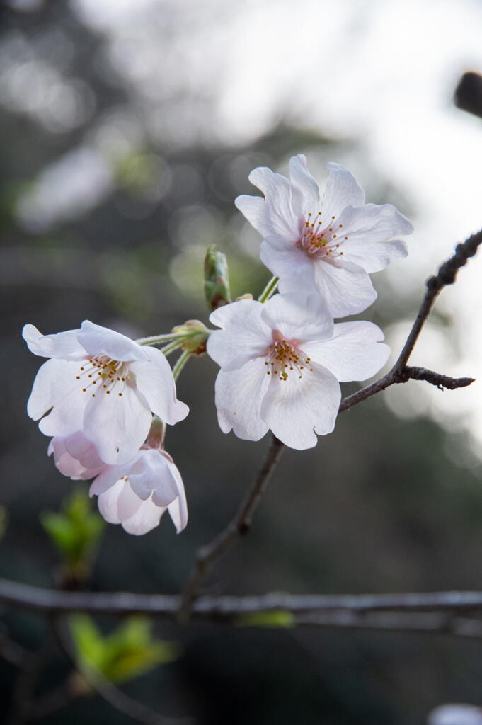 姫路城で観桜　その３