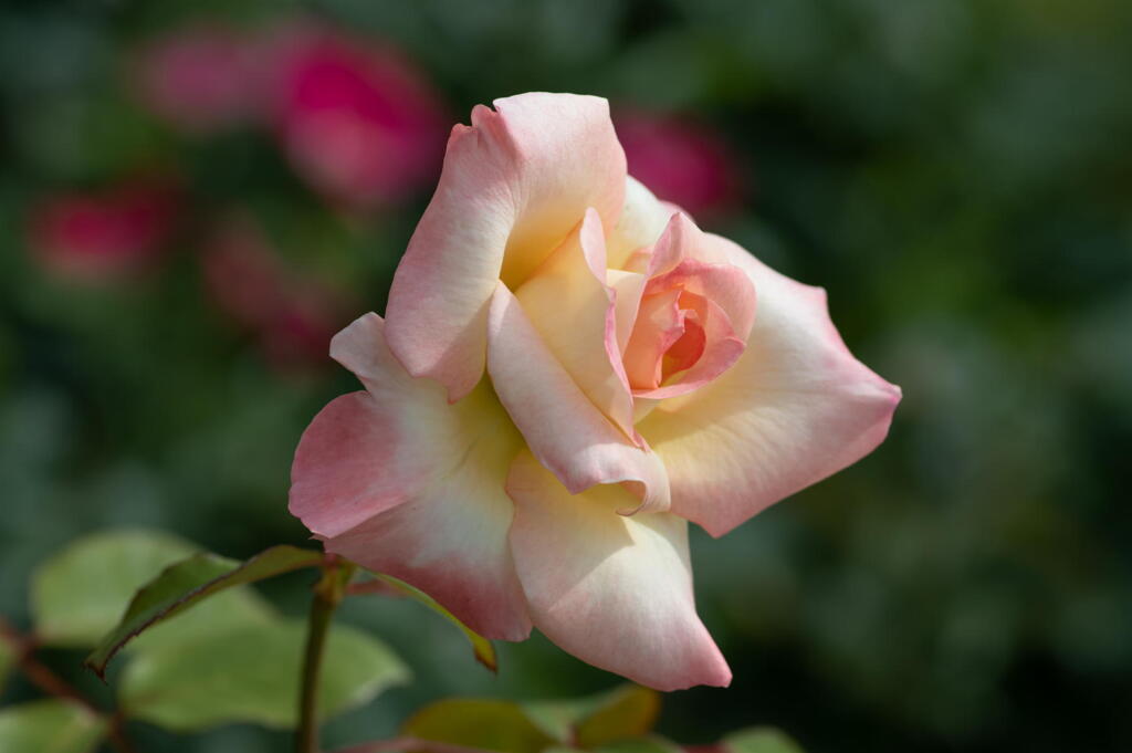 須磨離宮公園　残り薔薇　その３