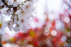 １ヶ月版　４月　陽光に咲く桜とベニカナメモチ（レッドロビン）