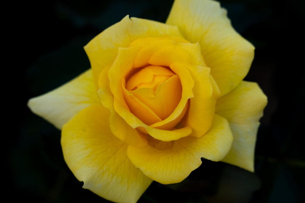 2018 秋薔薇フェス 離宮公園