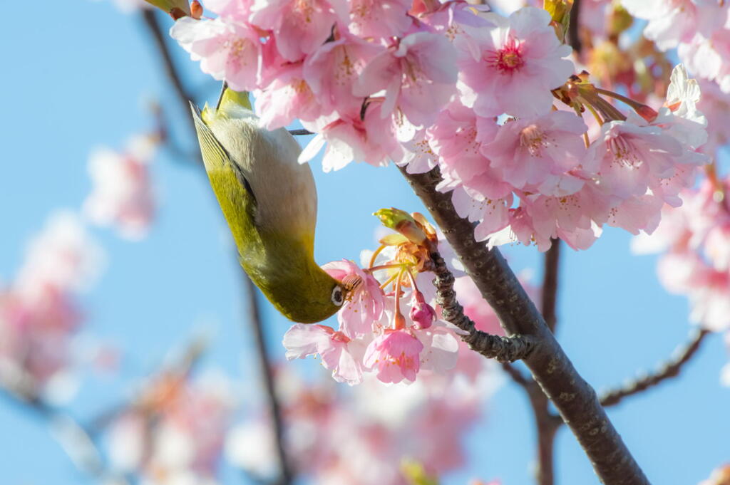 桜に飛び交うメジロ　その参