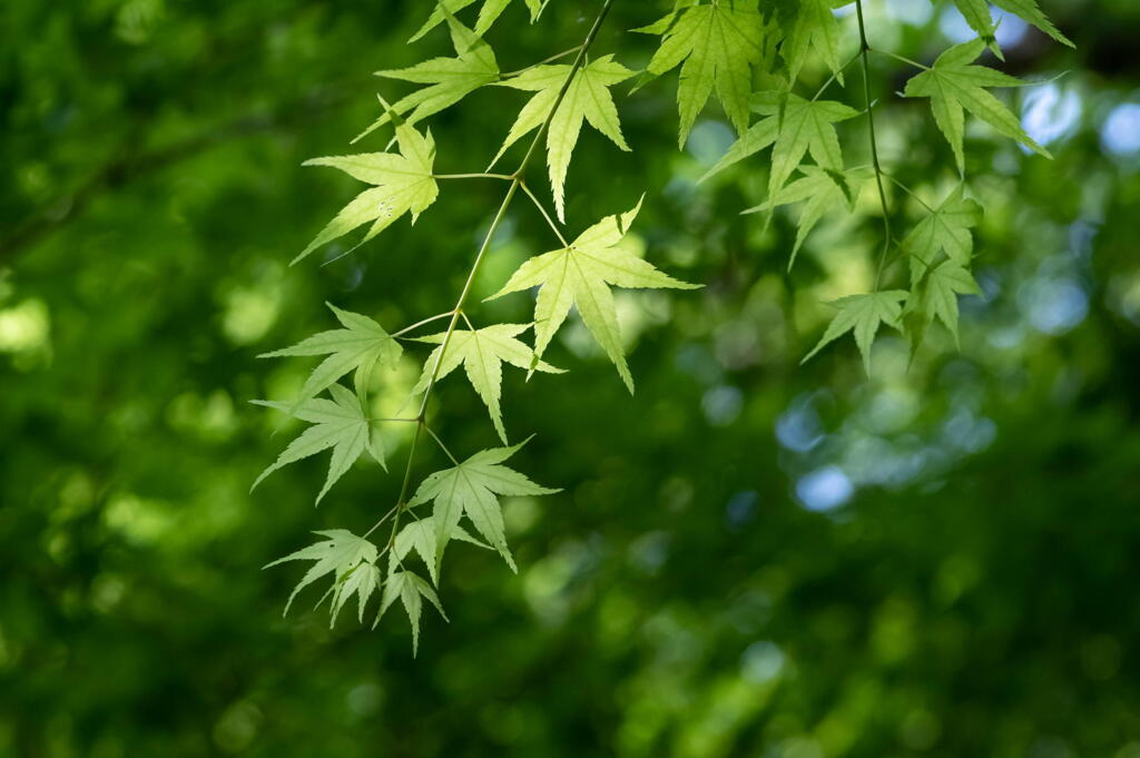 神戸森林植物園　若葉冴えるモミジ　その２