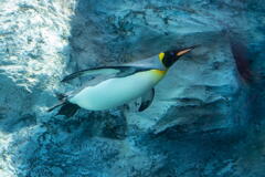 旭山動物園　飛ぶペンギン　その９