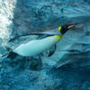 旭山動物園　飛ぶペンギン　その９