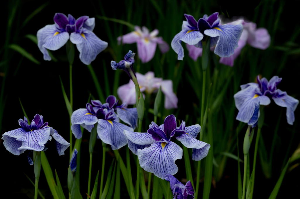 花菖蒲の群像　その１０