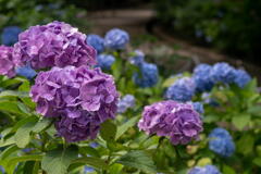 神戸市立森林植物園　初夏の色　紫