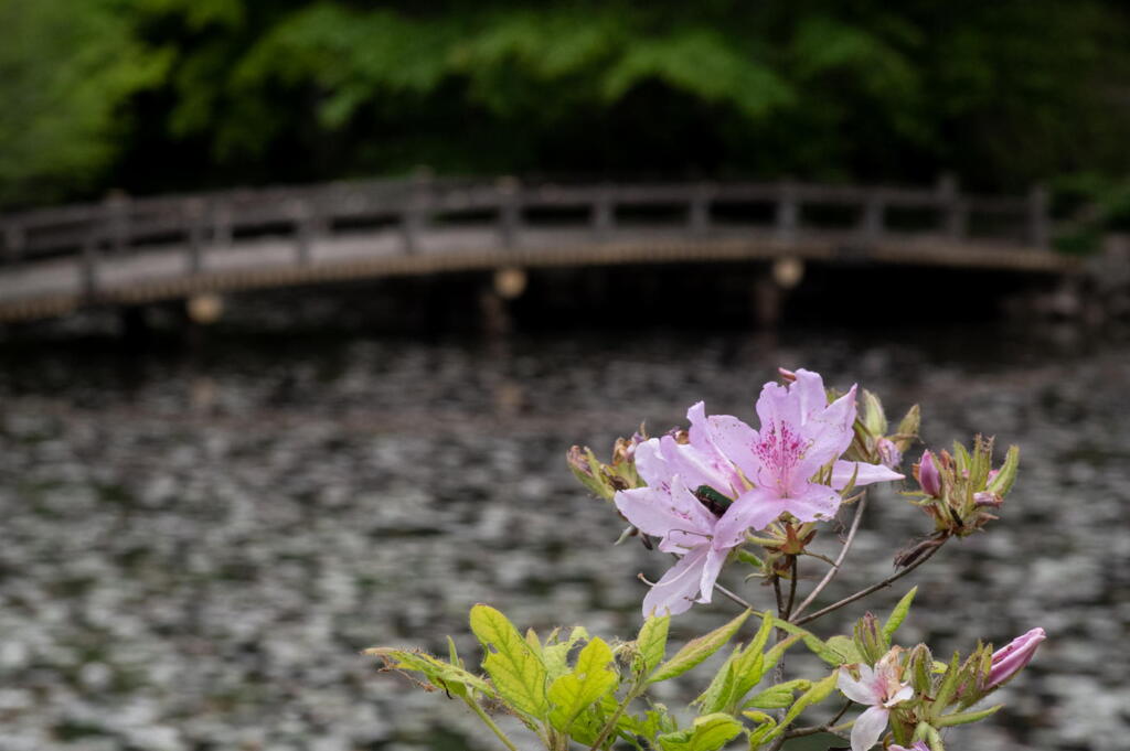神戸市立森林植物園　ツツジ遺されたひと株