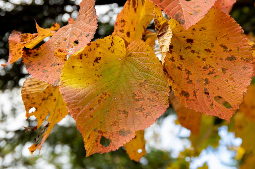 2018 東北の紅葉 八甲田山