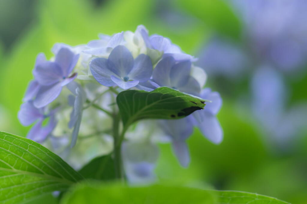 神戸市立森林植物園　藤色の紫陽花