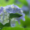 神戸市立森林植物園　藤色の紫陽花
