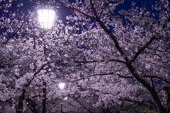姫路城で観桜　その２