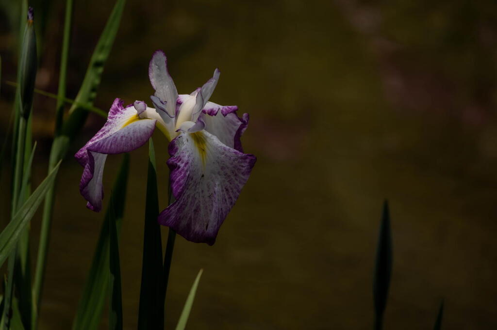 須磨離宮公園　菖蒲ちらほら　その６