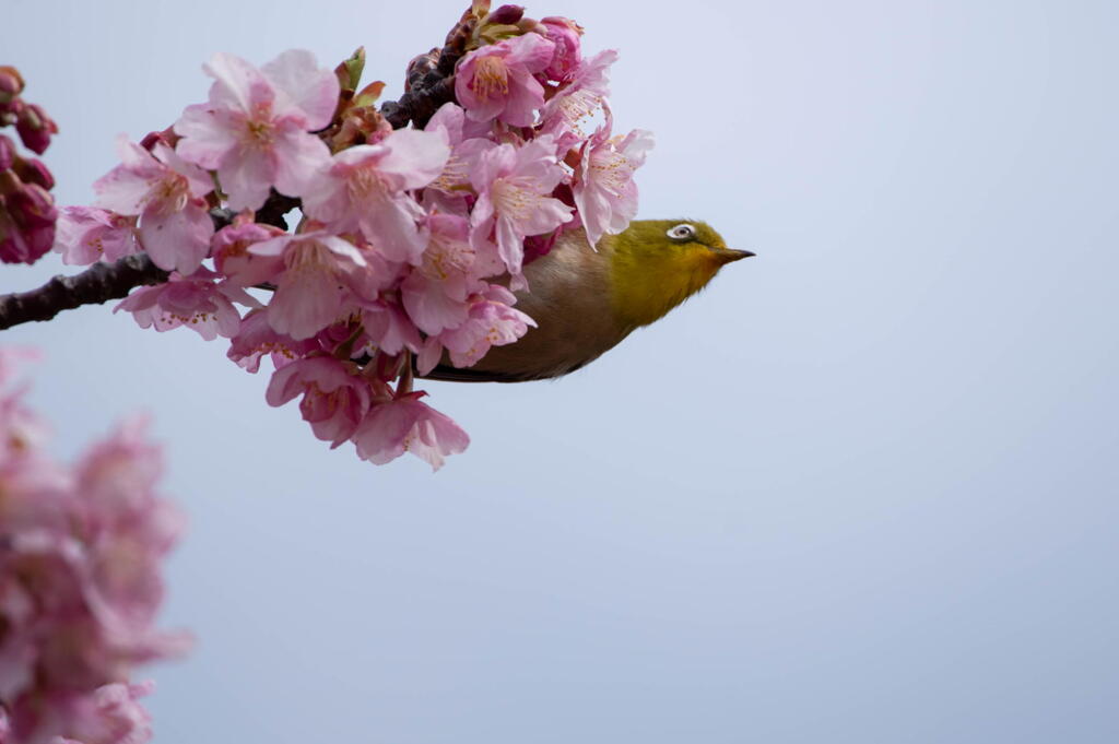 明石海峡公園　河津桜にメジロ舞う　その１