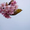 明石海峡公園　河津桜にメジロ舞う　その１