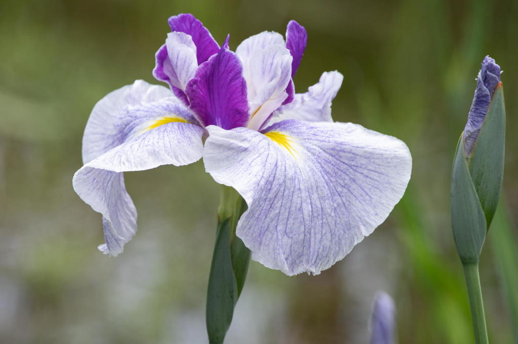 離宮の花菖蒲　独唱