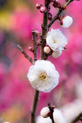 神戸市立須磨離宮公園　白梅の彩り