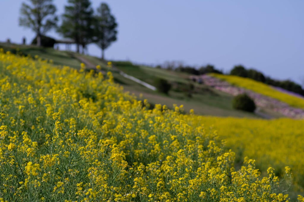 あわじ花さじき　菜の花、咲き誇る