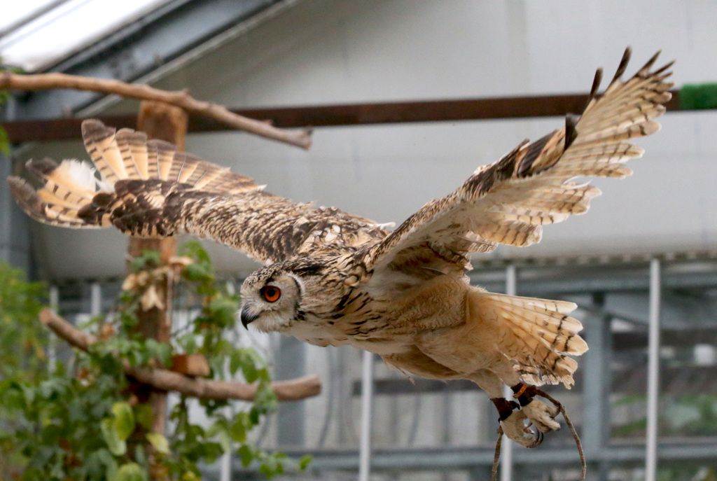 神戸花鳥園