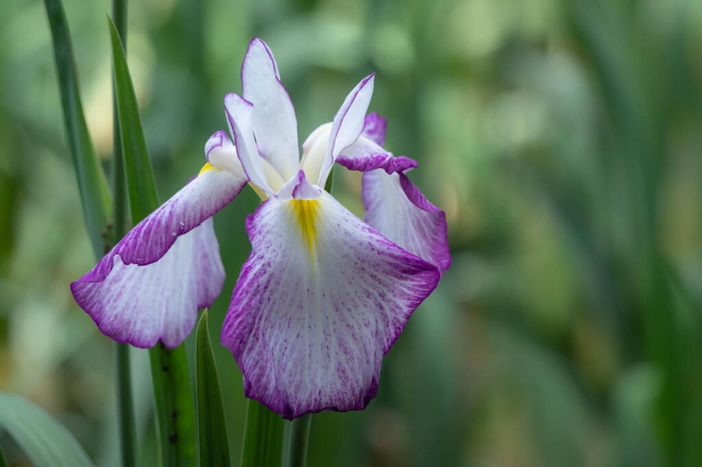 須磨離宮公園　菖蒲ちらほら　その３