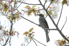 明石海峡公園　ヒヨドリ