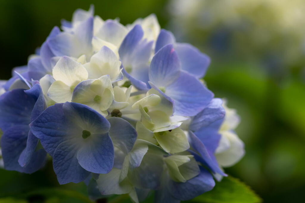 神戸市立森林植物園　紫陽花　その３