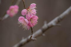 神戸市立森林植物園　梅の残り花　その３