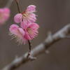 神戸市立森林植物園　梅の残り花　その３