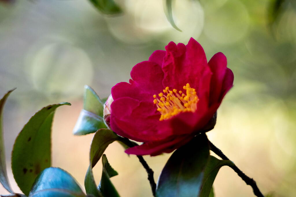 冬を代表する花　サザンカ